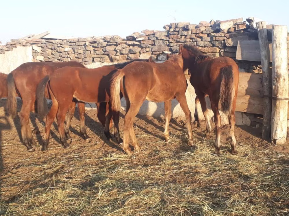 Mugalzhar horse