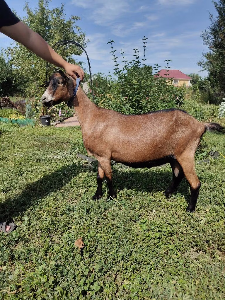 Alpine goat