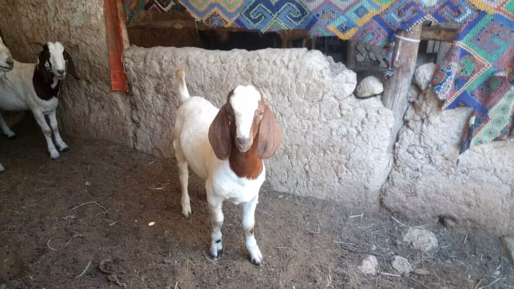 Boer goat