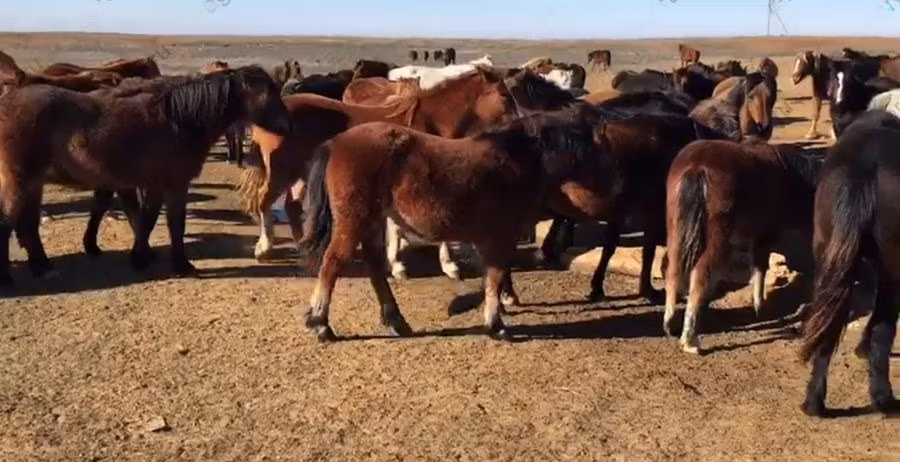 Horse breed