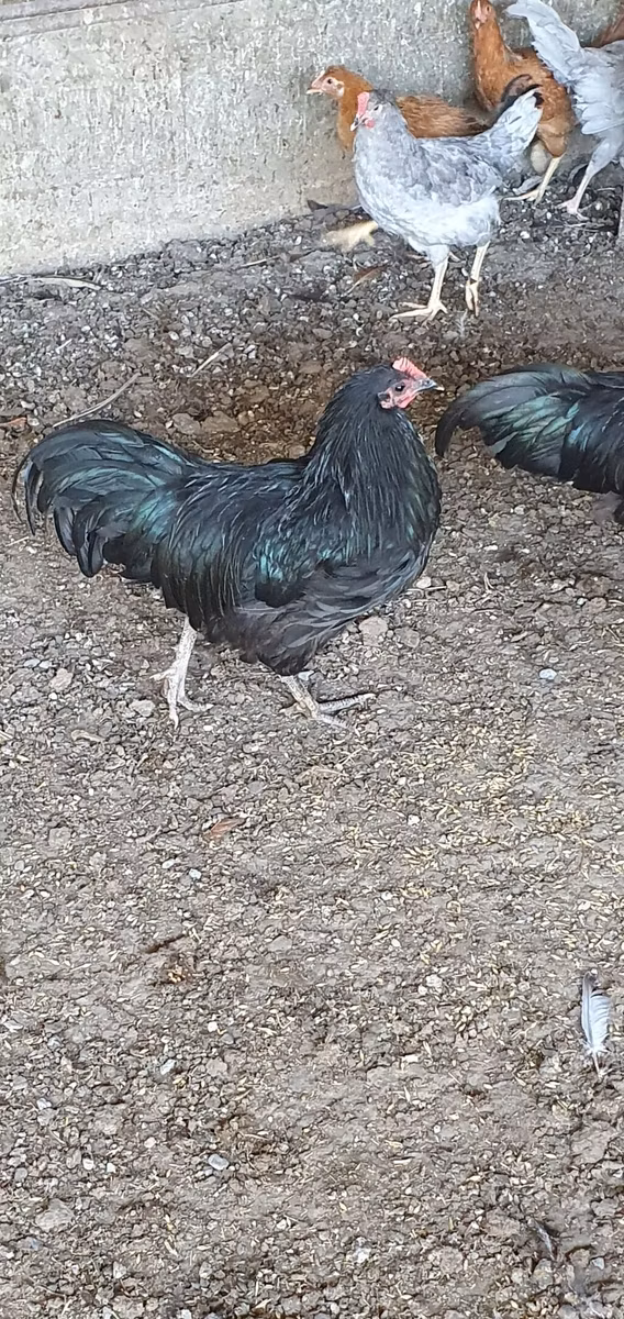 Australijska pit borbena kokoš
