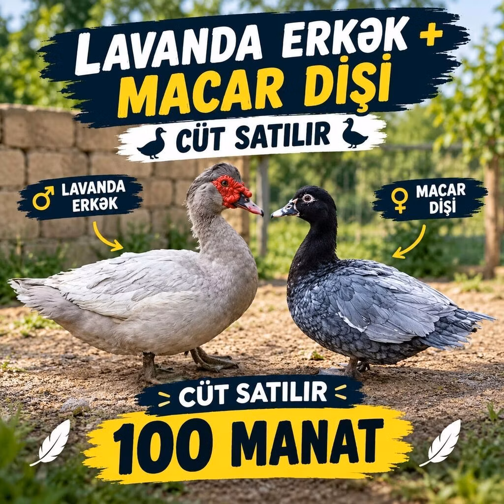 Canard musqué domestique