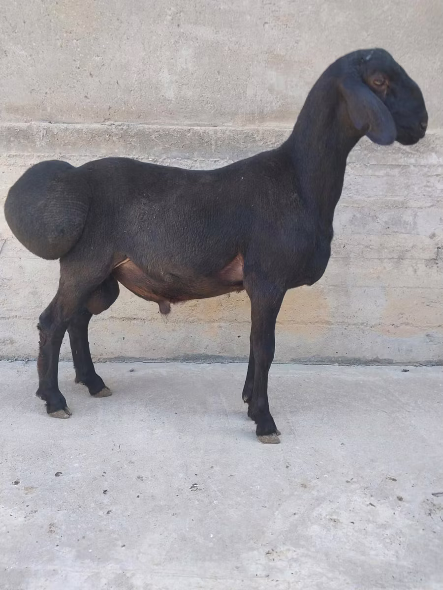 Hissar sheep