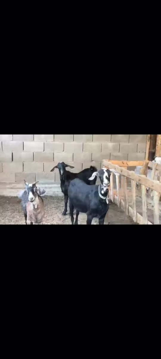 Nubian Goat
