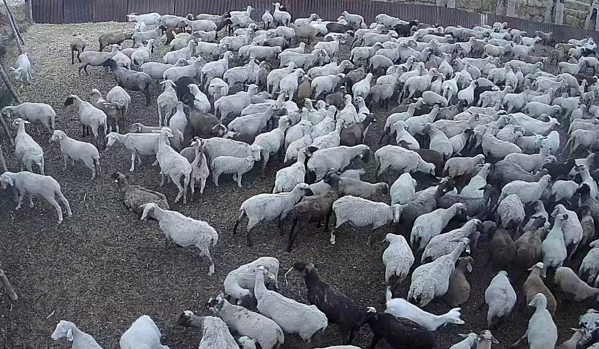 Hampshire sheep