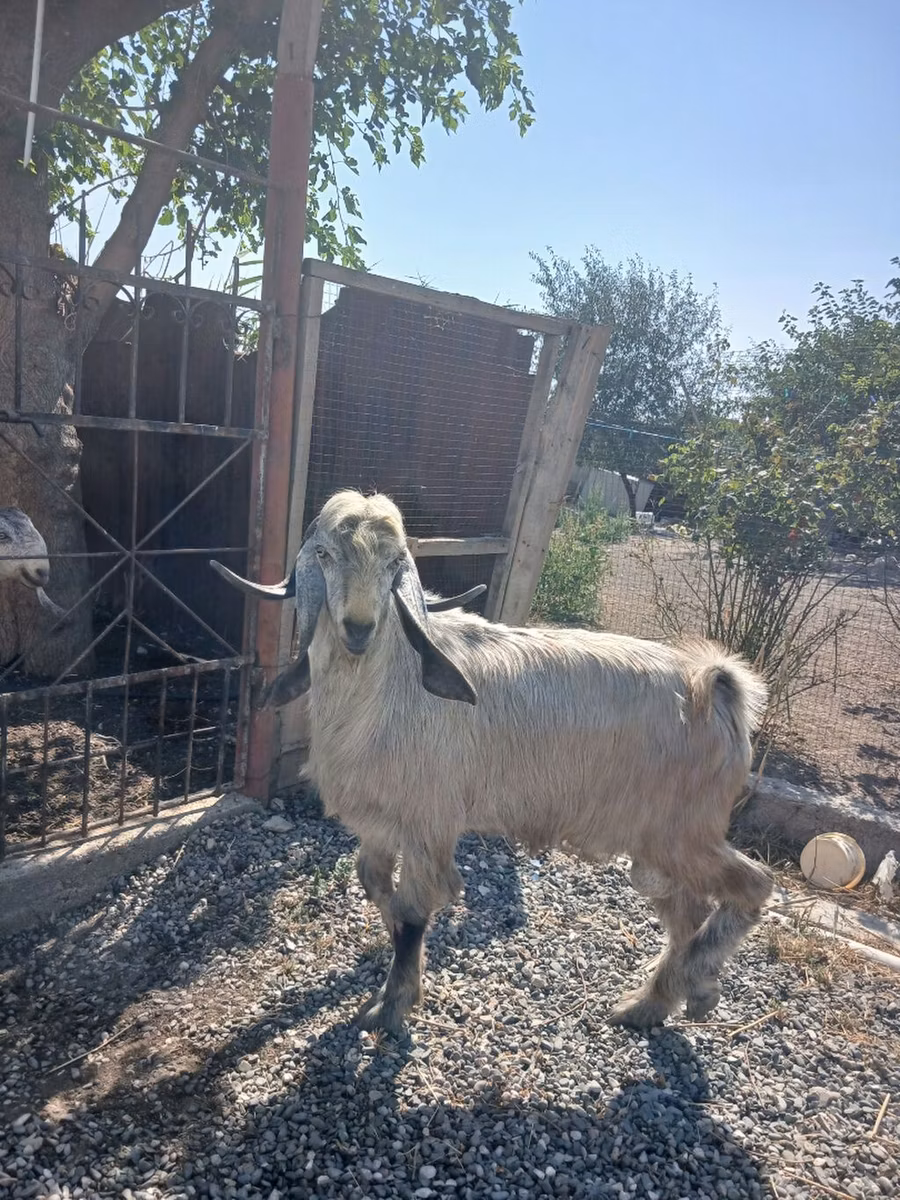 Damask goat
