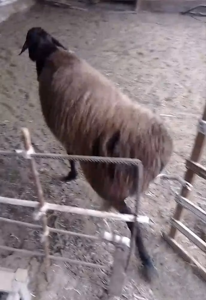 Hissar sheep