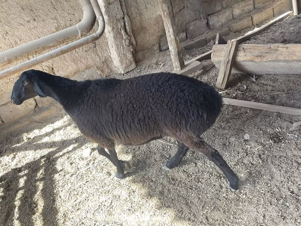 Rhon sheep