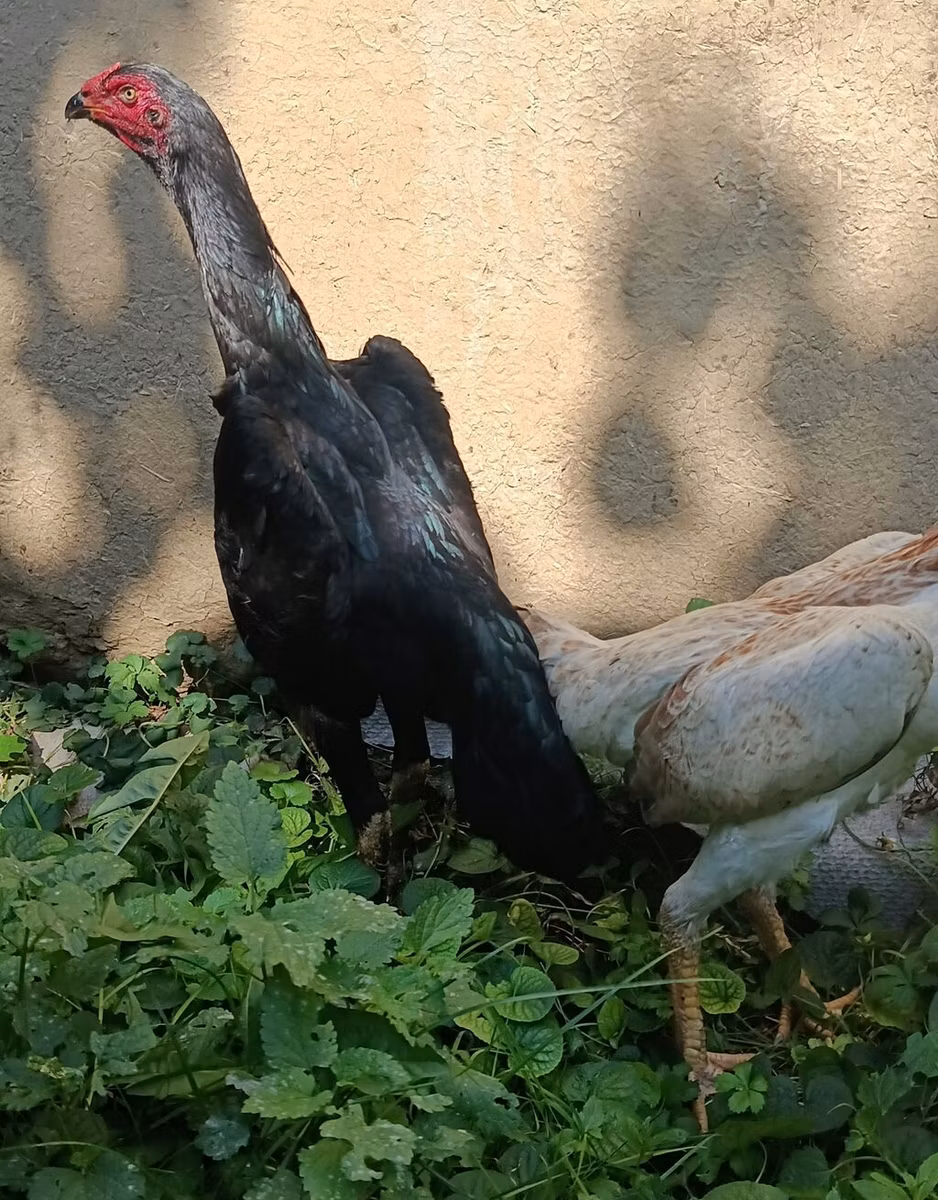 Šamo kokoši