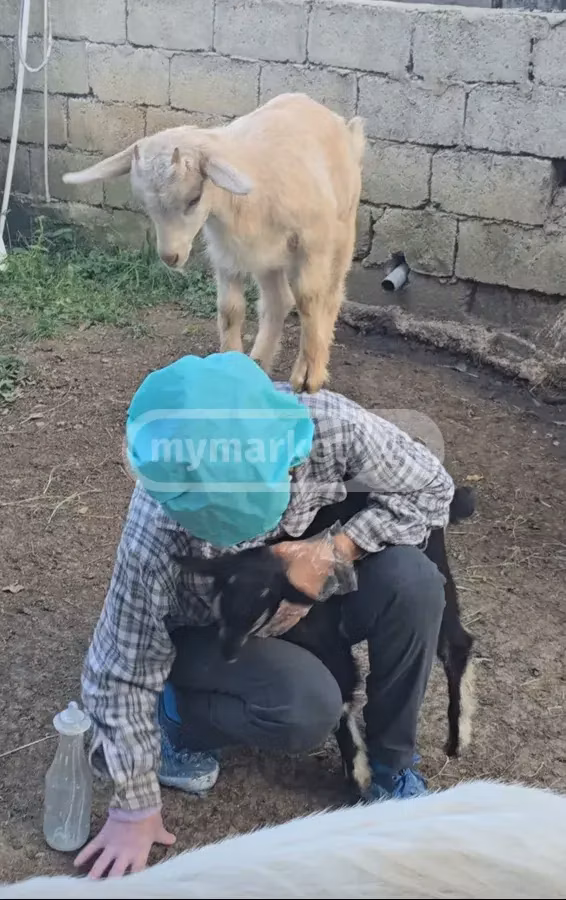 Megrelian goat