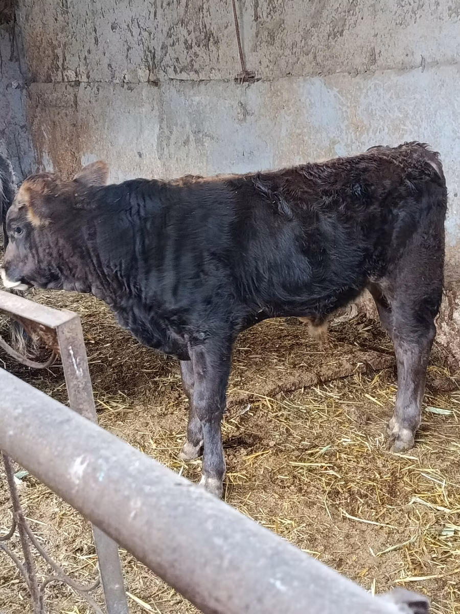 Aberdeen-Angus