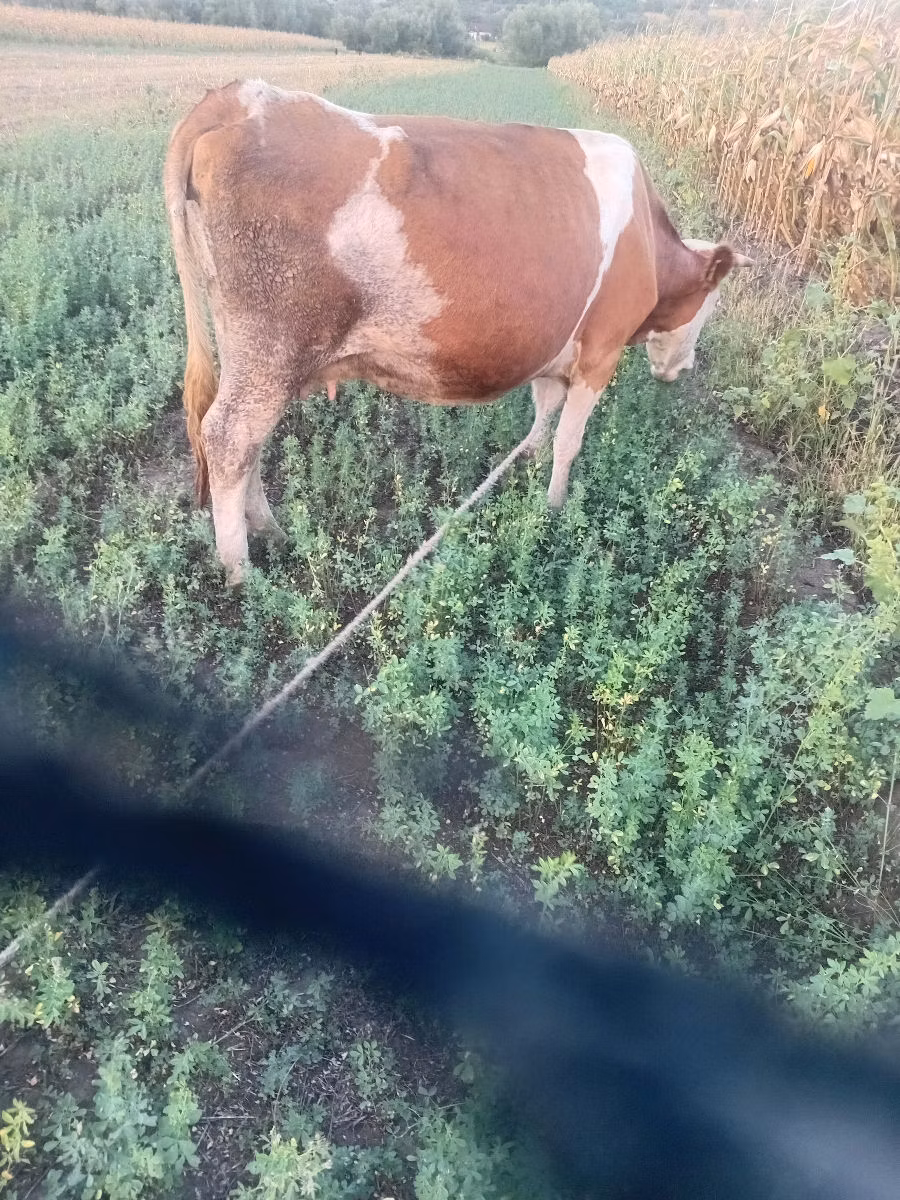 Kasta krava