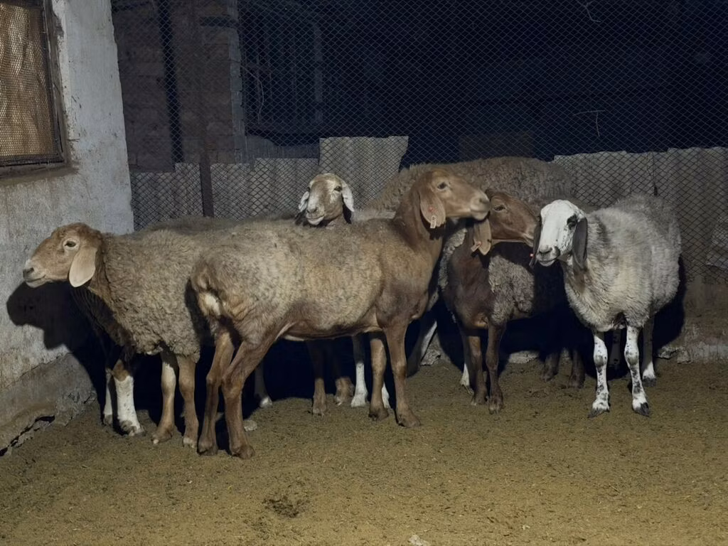 Arashan sheep