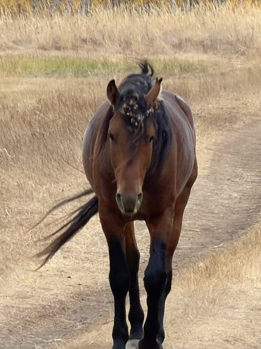 Kazakh horse