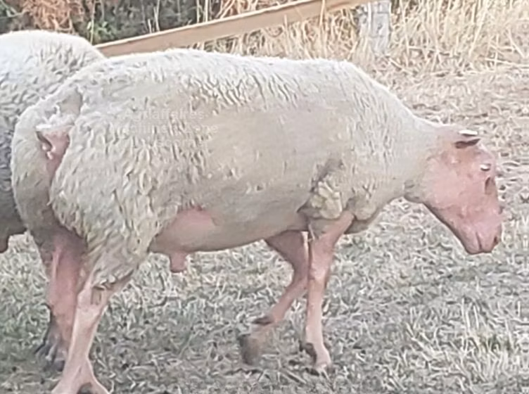 Rouge de l’Ouest sheep