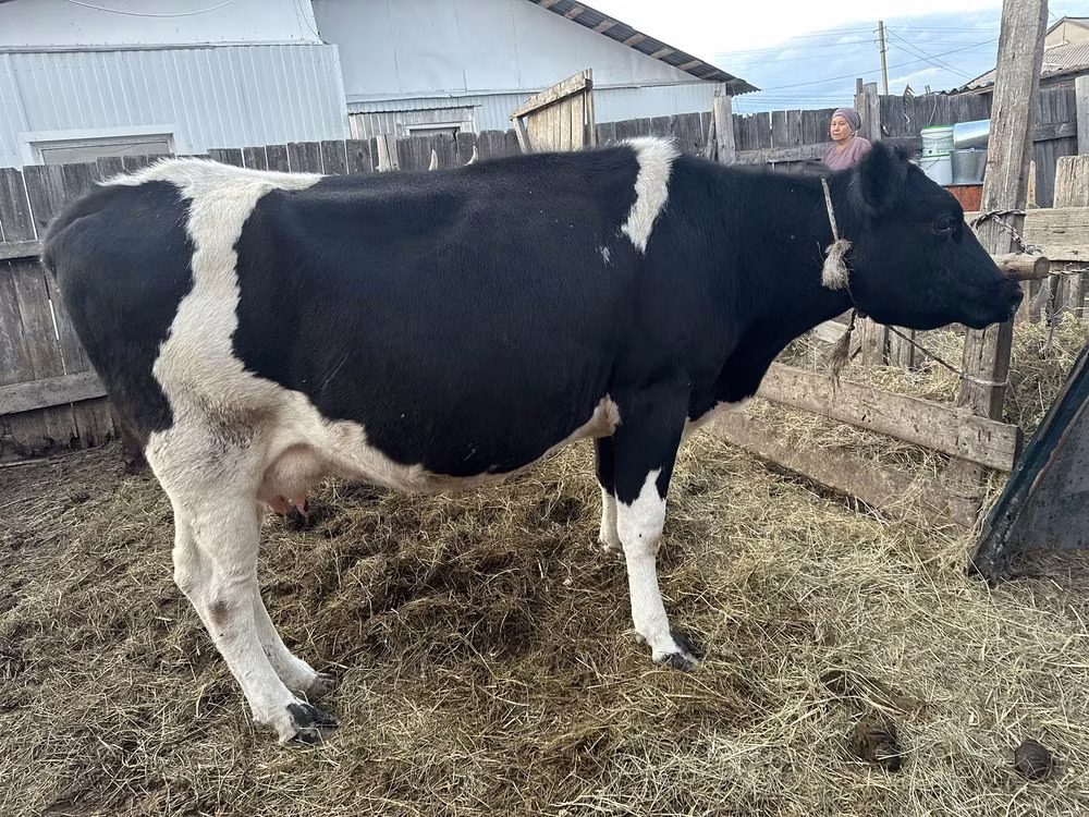 Holstein breed