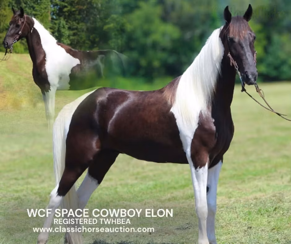 Tennessee Walking Horse