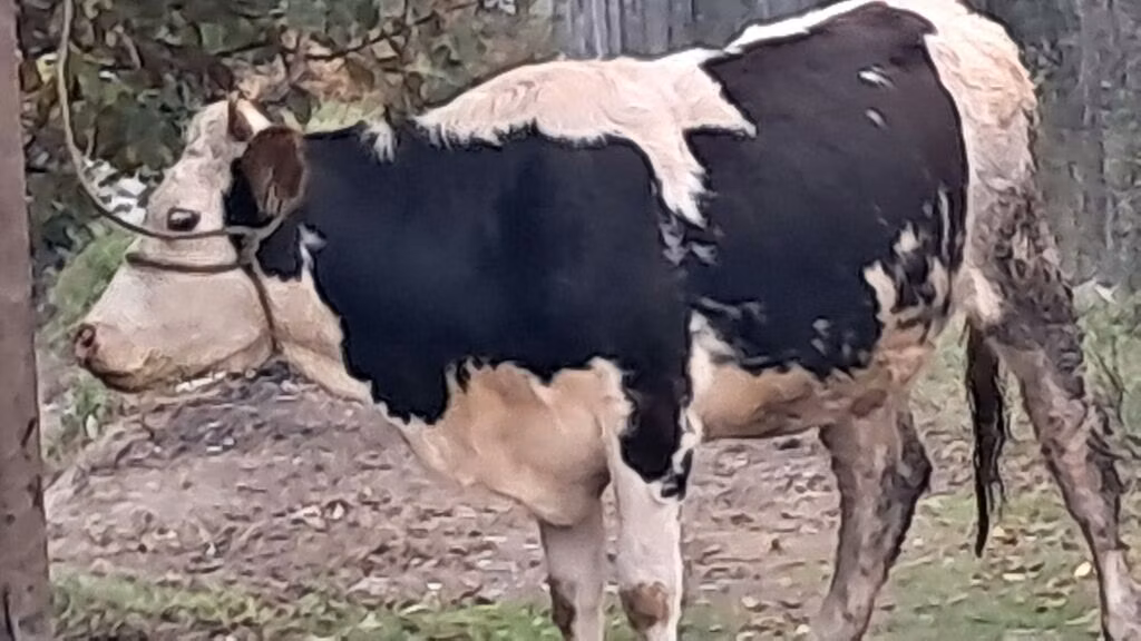 Simmental cattle