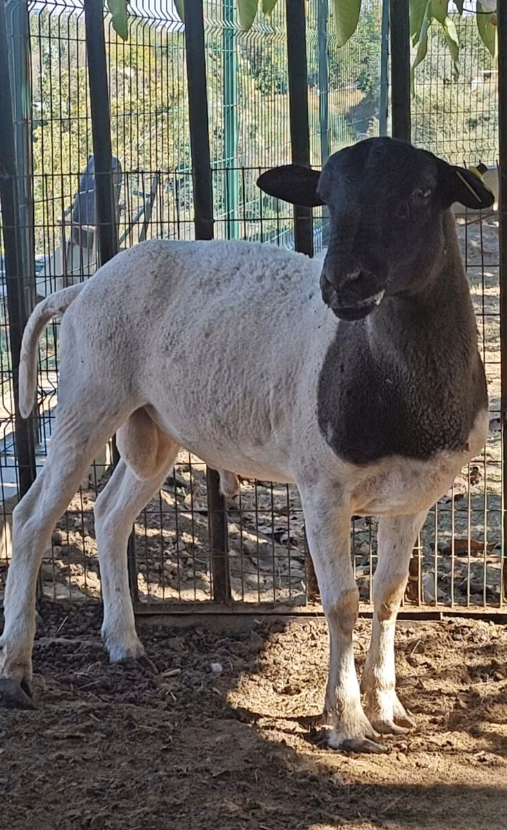 Dorper sheep