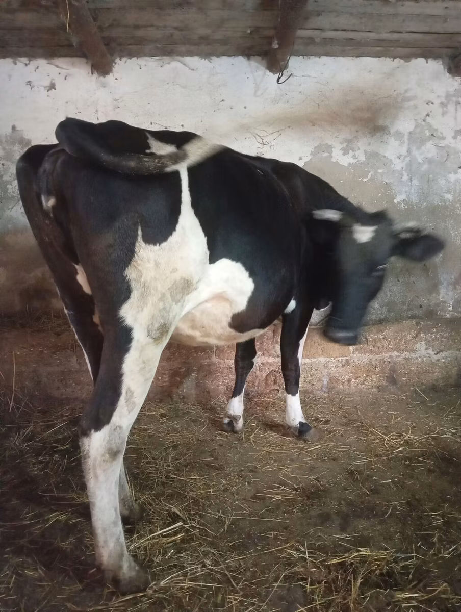 Russian Black pied cattle