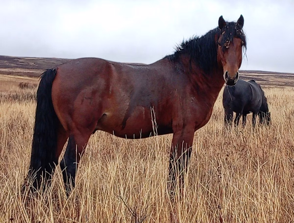 Kazakh horse
