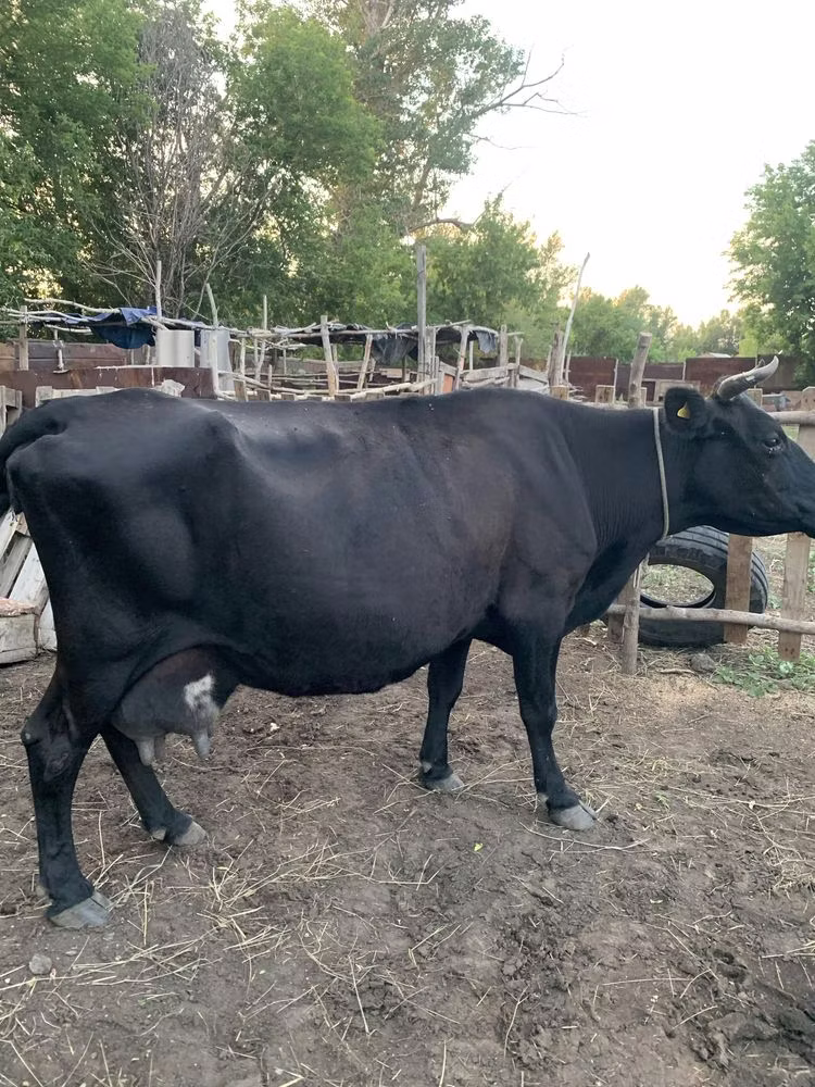 Latvian Blue cattle