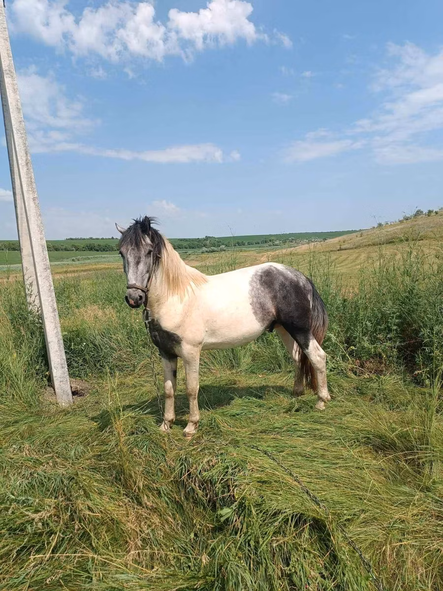 Gypsy horse