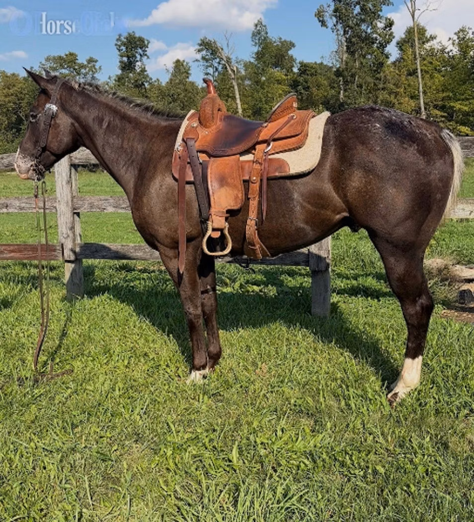 Appaloosa