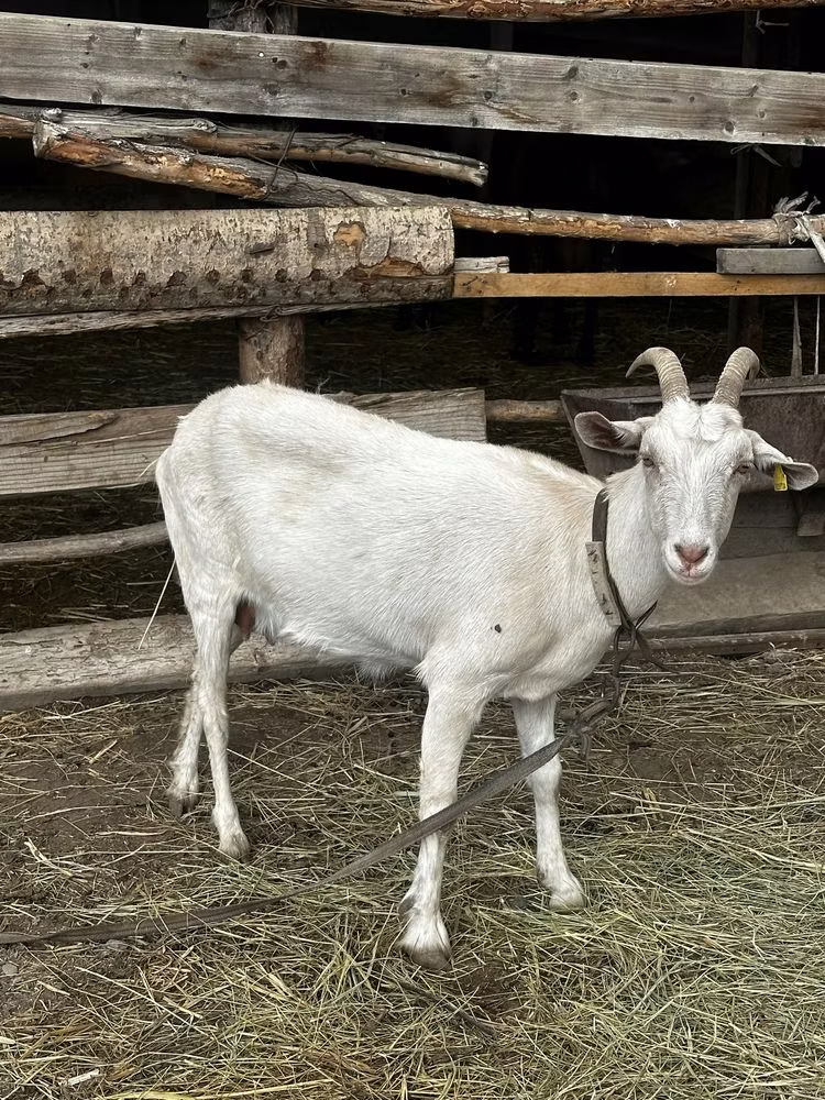 Saanen goat