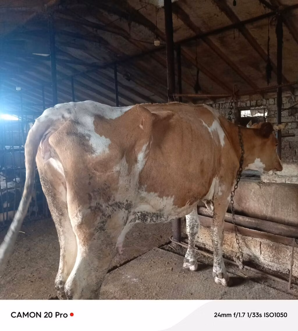 Simmental cattle