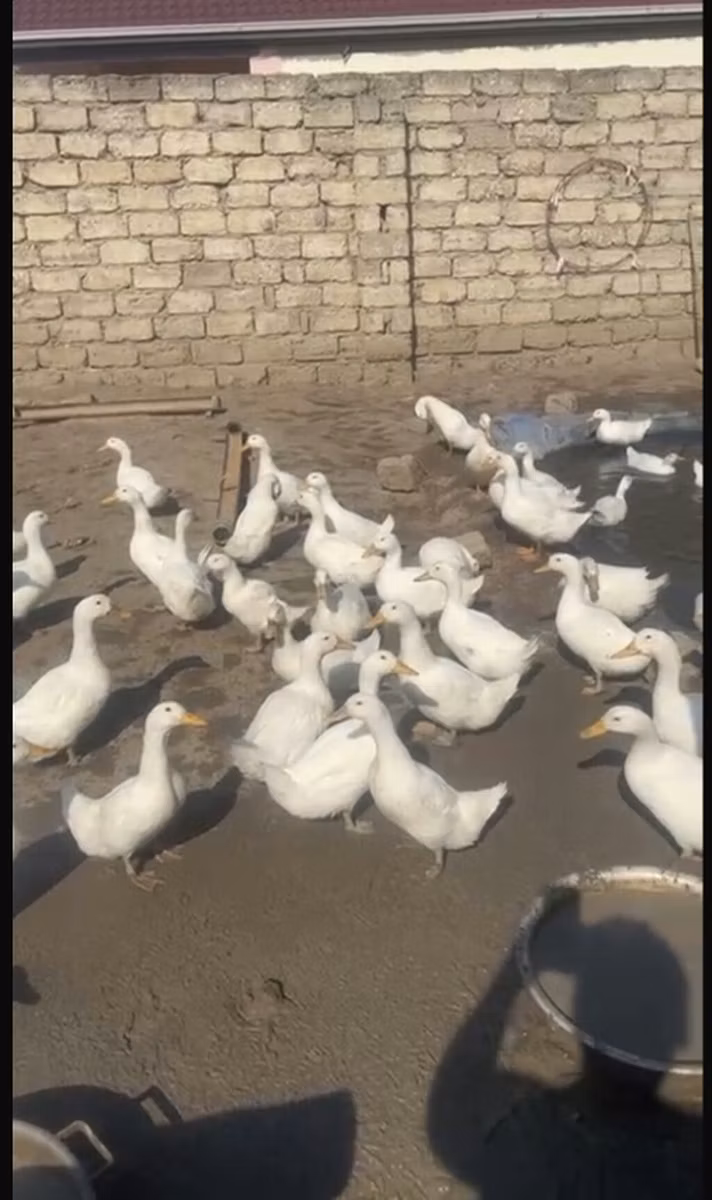 Američki pekin