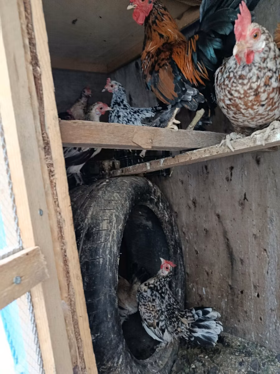 Japanski bantam