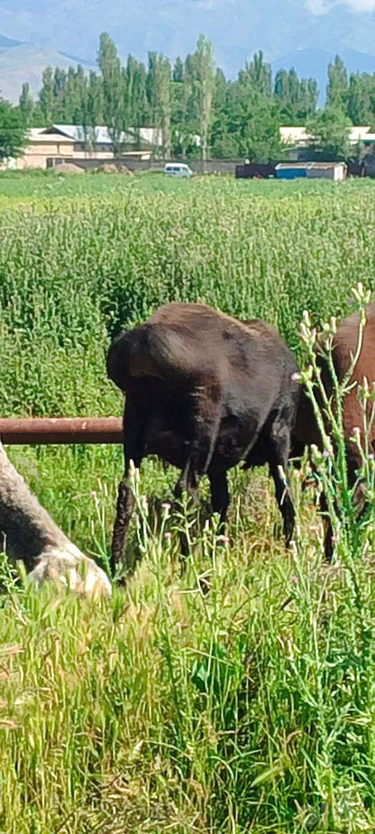 Arashan sheep