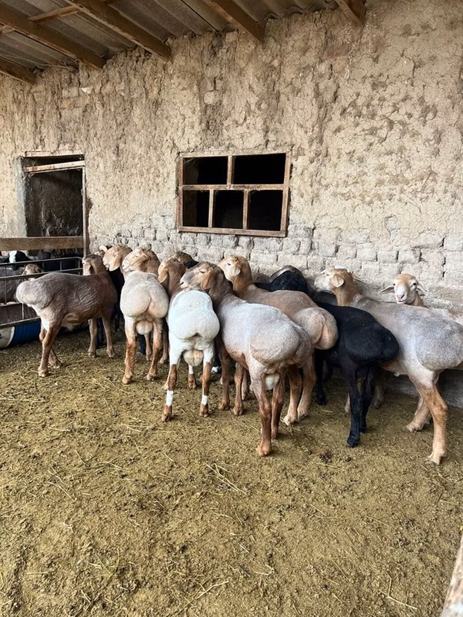 Rhon sheep