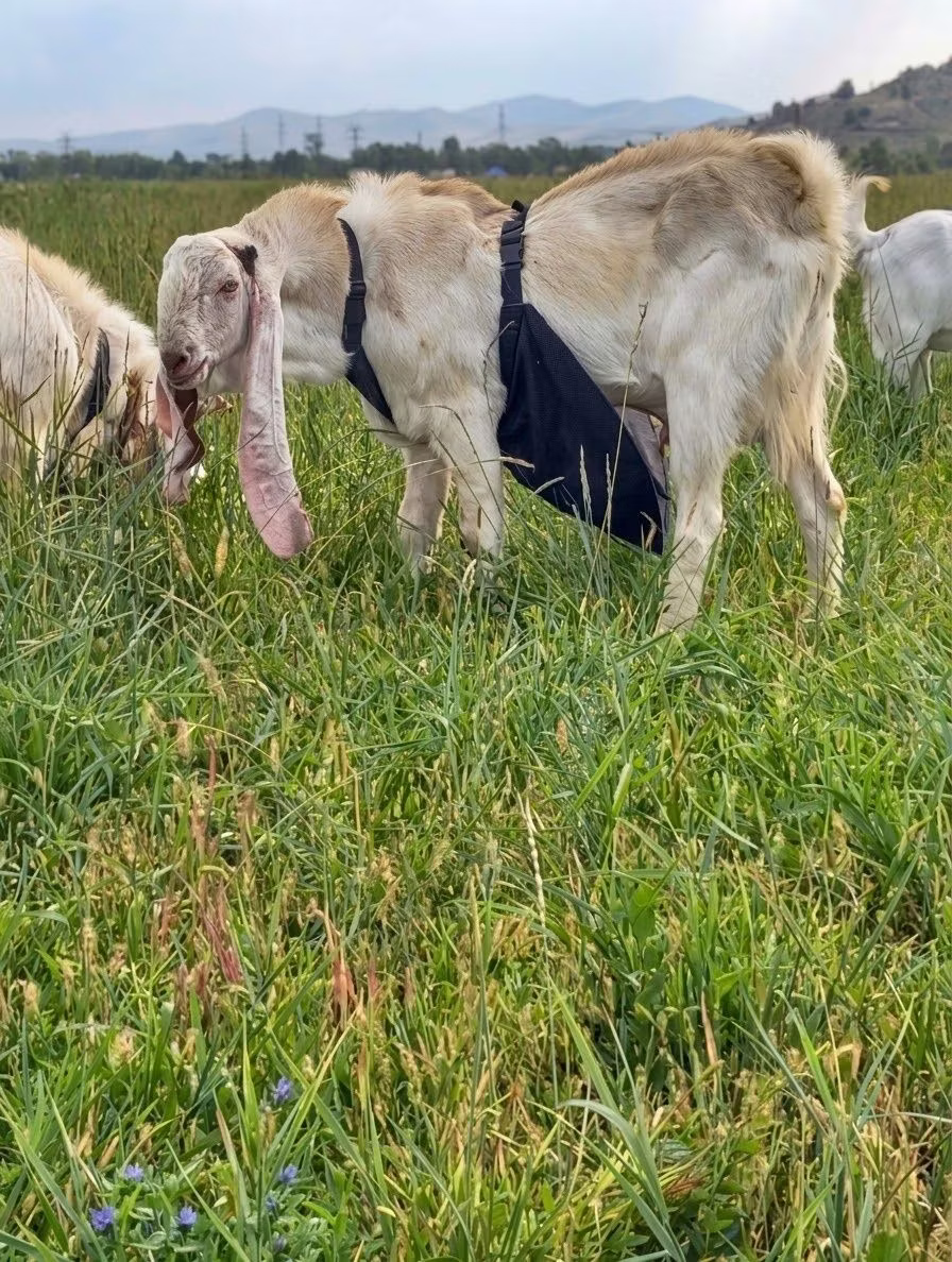 Gulabi goats