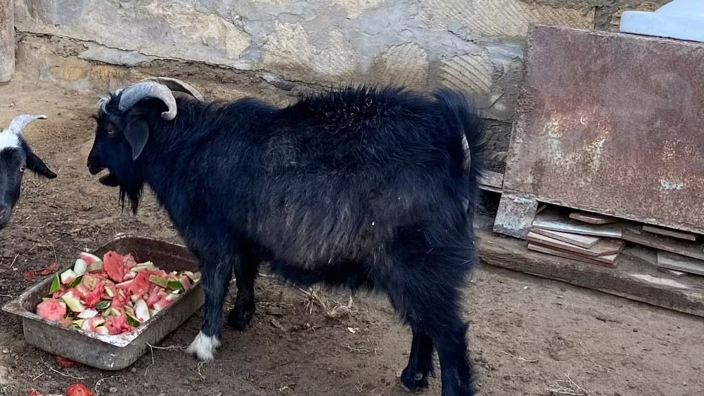 Alpine goat