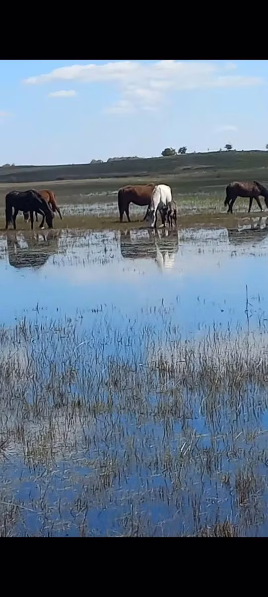 Horse breed