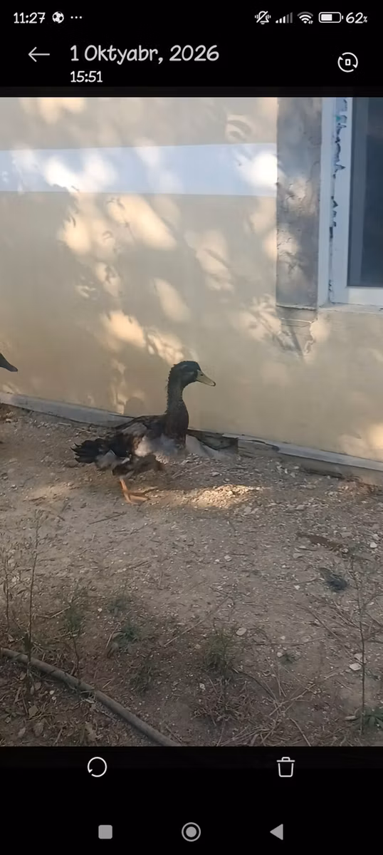 Руан