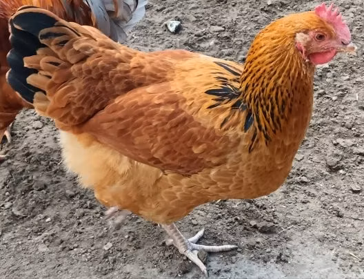 Суссекс