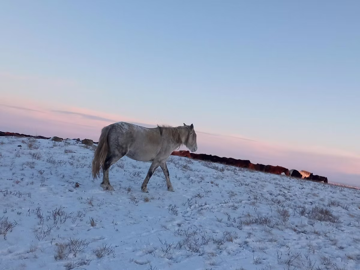 Yakutian horse