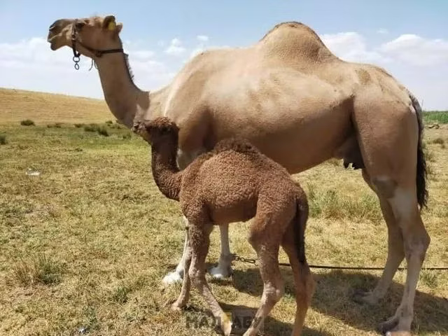 Kazakh Bactrian camel