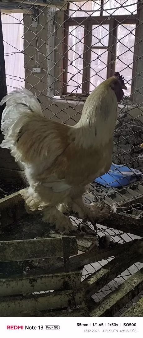 Brahma