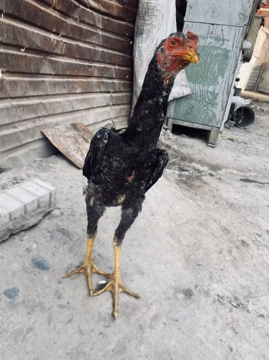 Derbiširska crvenokapa