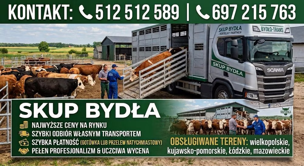 Simmental cattle