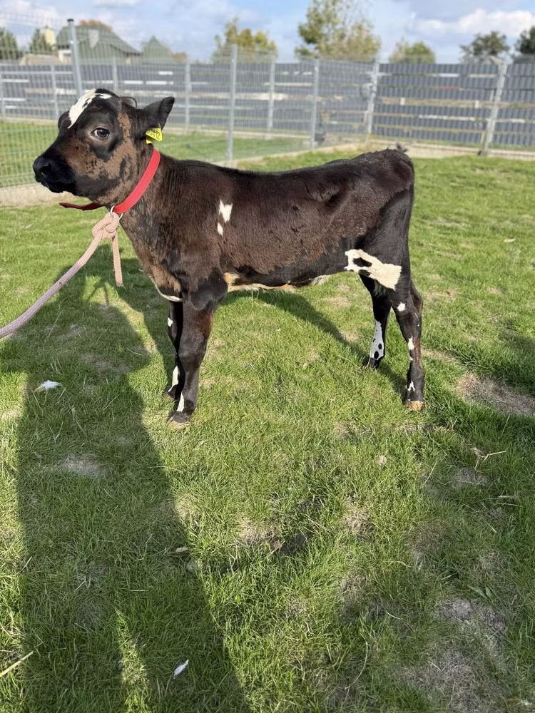 Holstein breed