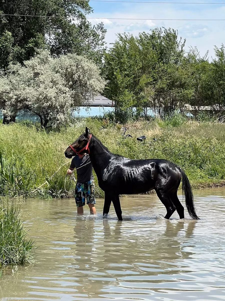 Karachay horse