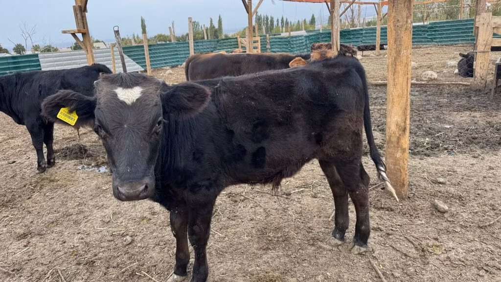 Swiss cattle