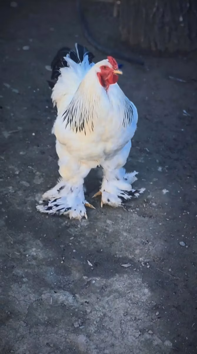 Brahma