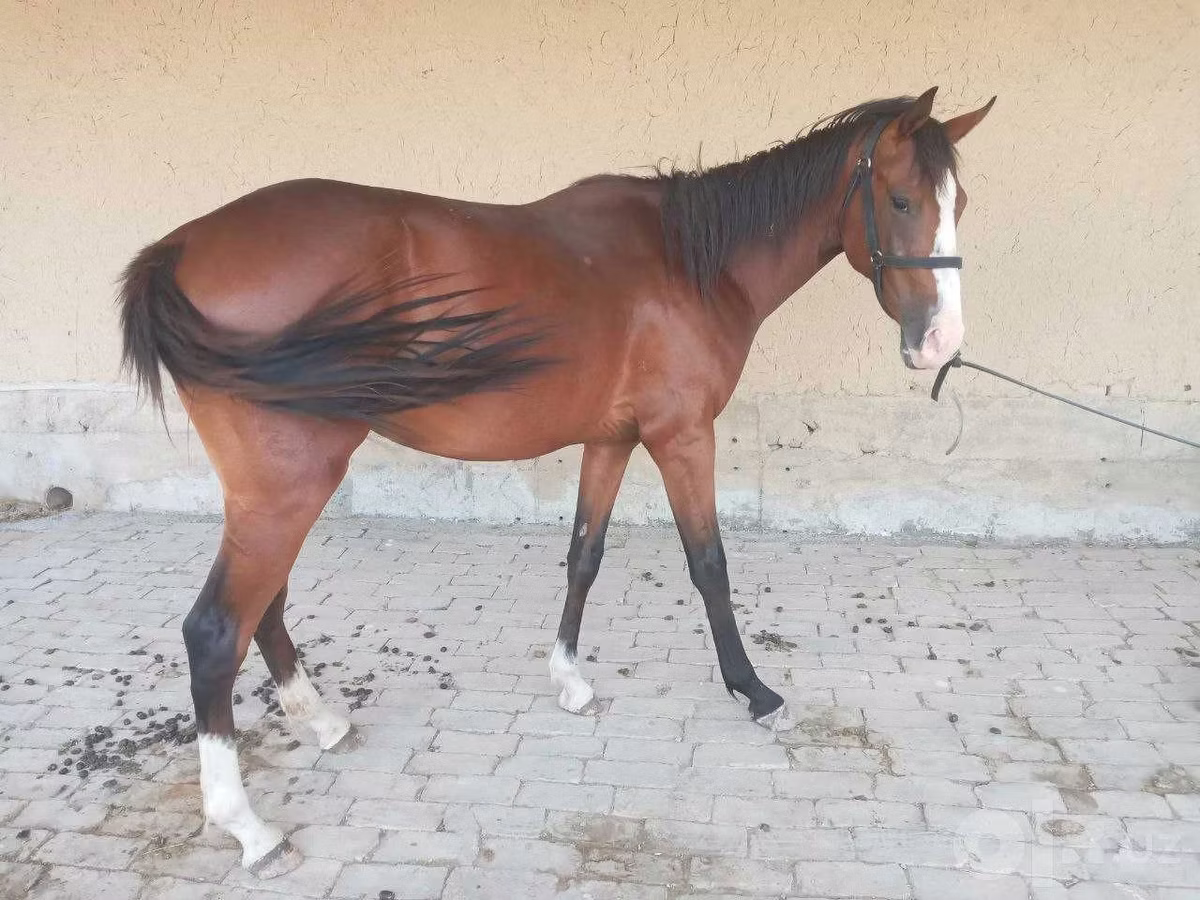 Arabian horse