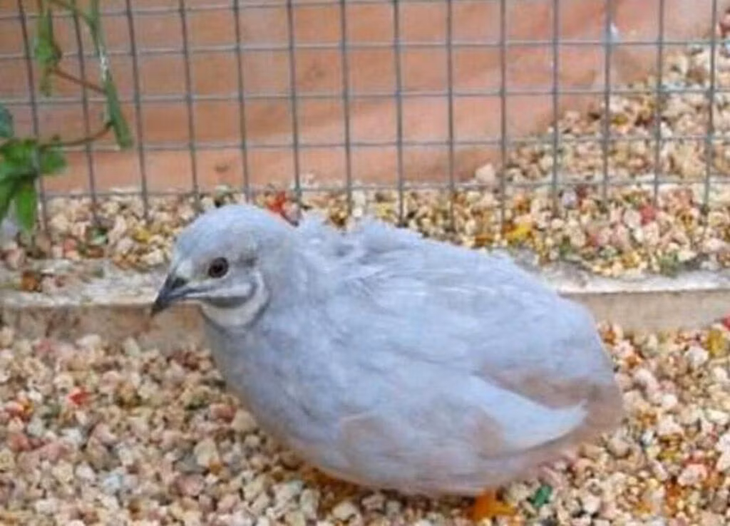 Kraljevska prepelica